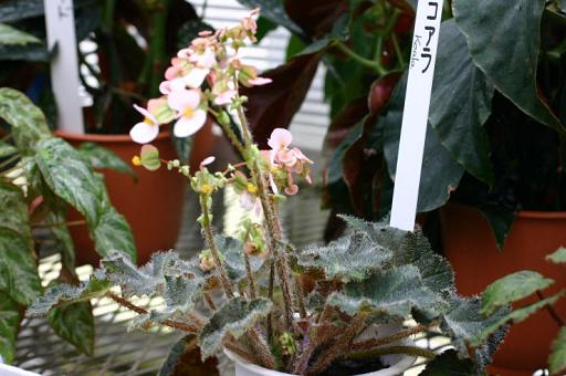 B. ‘Koala’